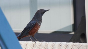 Blue Rock Thrush くろんど園地 Sat, 9/23/2023