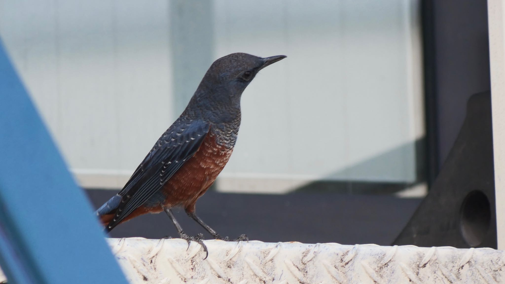 Photo of Blue Rock Thrush at くろんど園地 by コゲラ