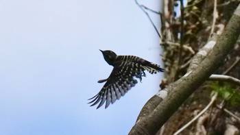 Japanese Pygmy Woodpecker くろんど園地 Sat, 9/23/2023