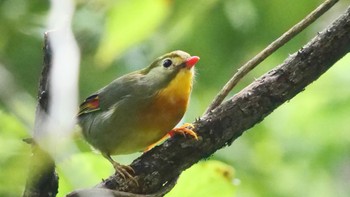 ソウシチョウ くろんど園地 2023年9月23日(土)