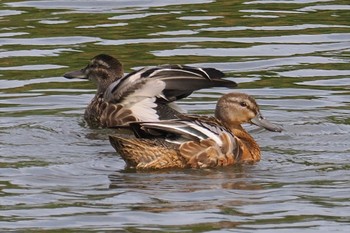 シマアジ 東京港野鳥公園 2023年9月24日(日)