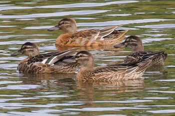 シマアジ 東京港野鳥公園 2023年9月24日(日)