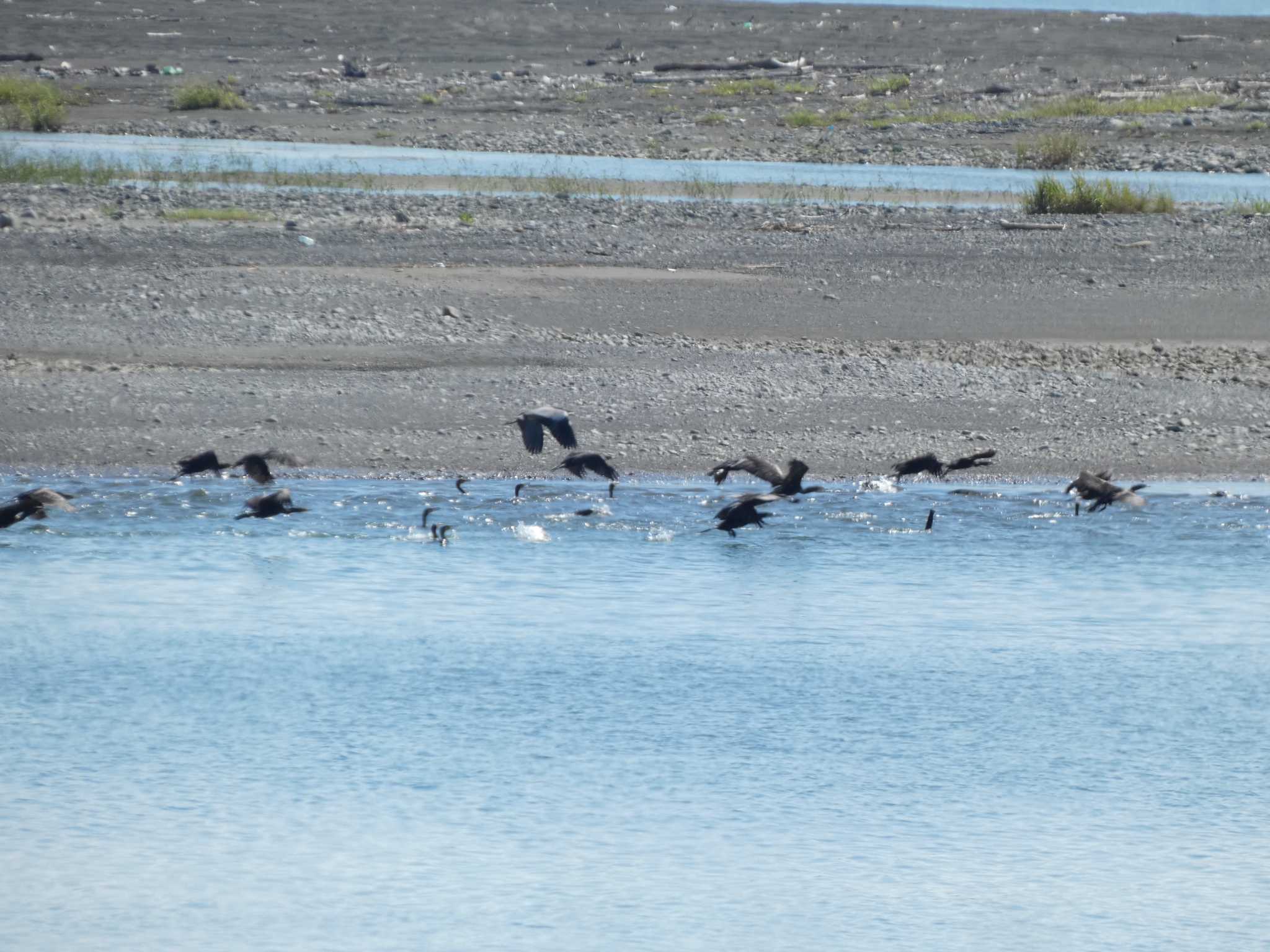 Photo of Great Cormorant at 富士川河口 by koshi