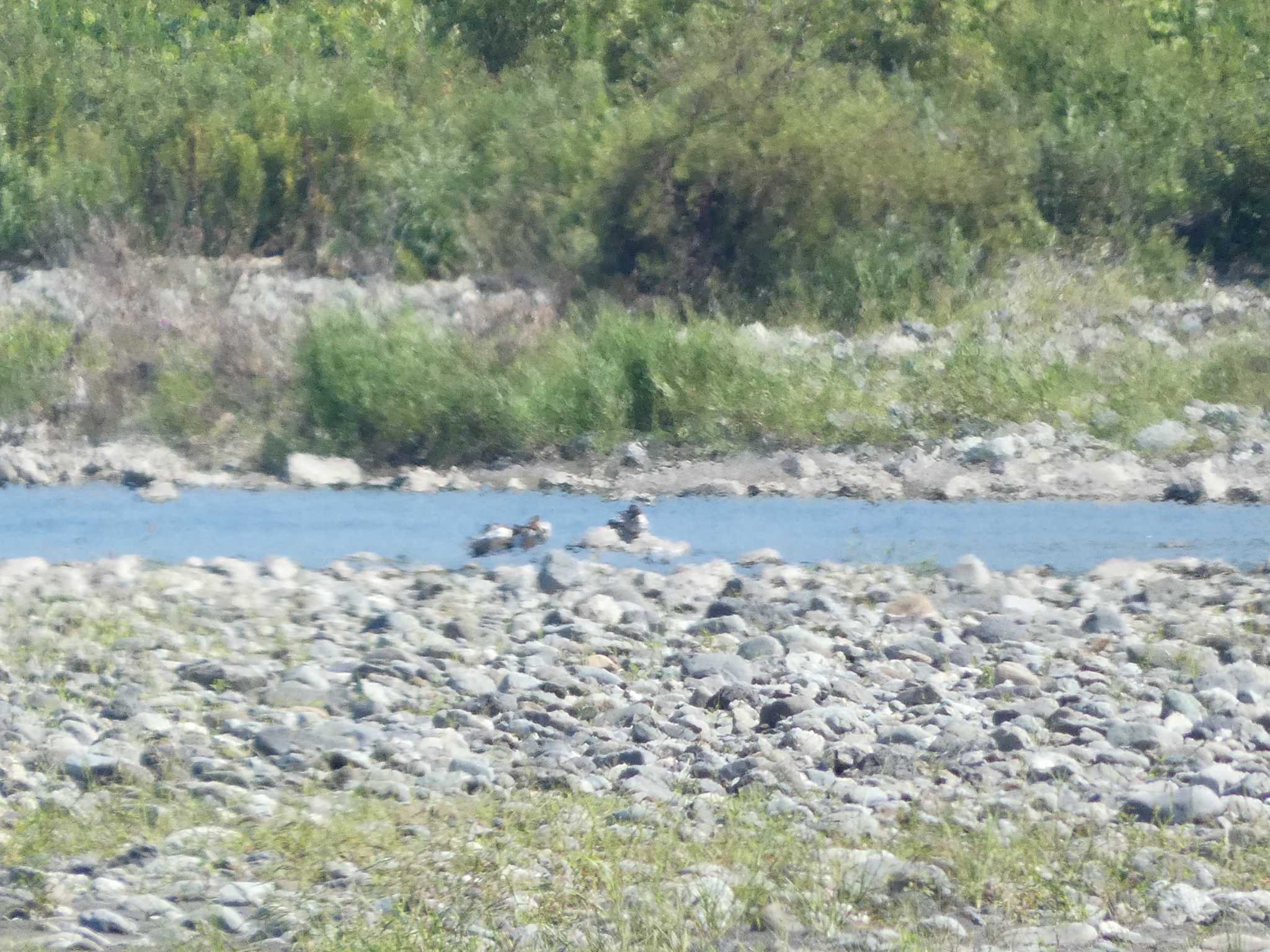 Common Merganser