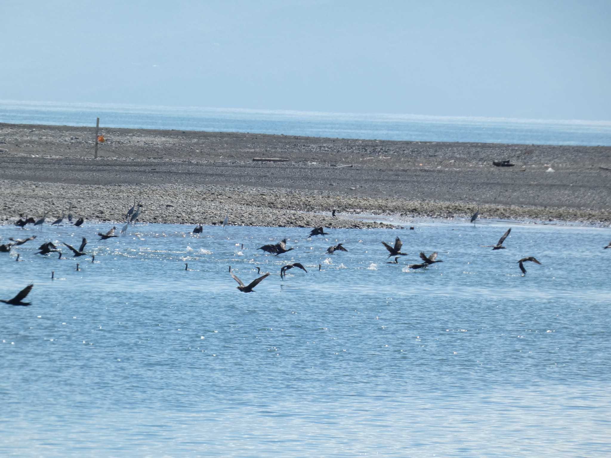 Great Cormorant