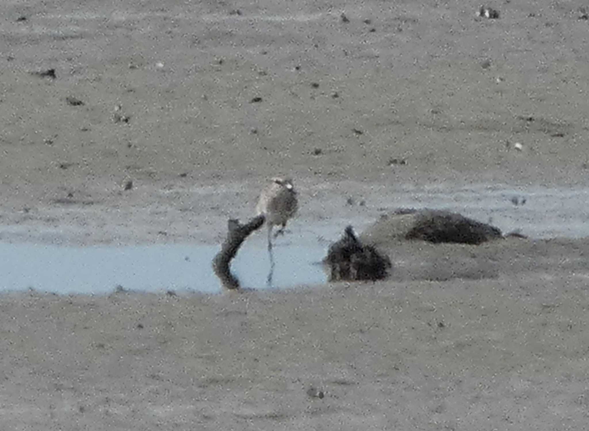 Photo of Siberian Sand Plover at Fujimae Tidal Flat by koshi