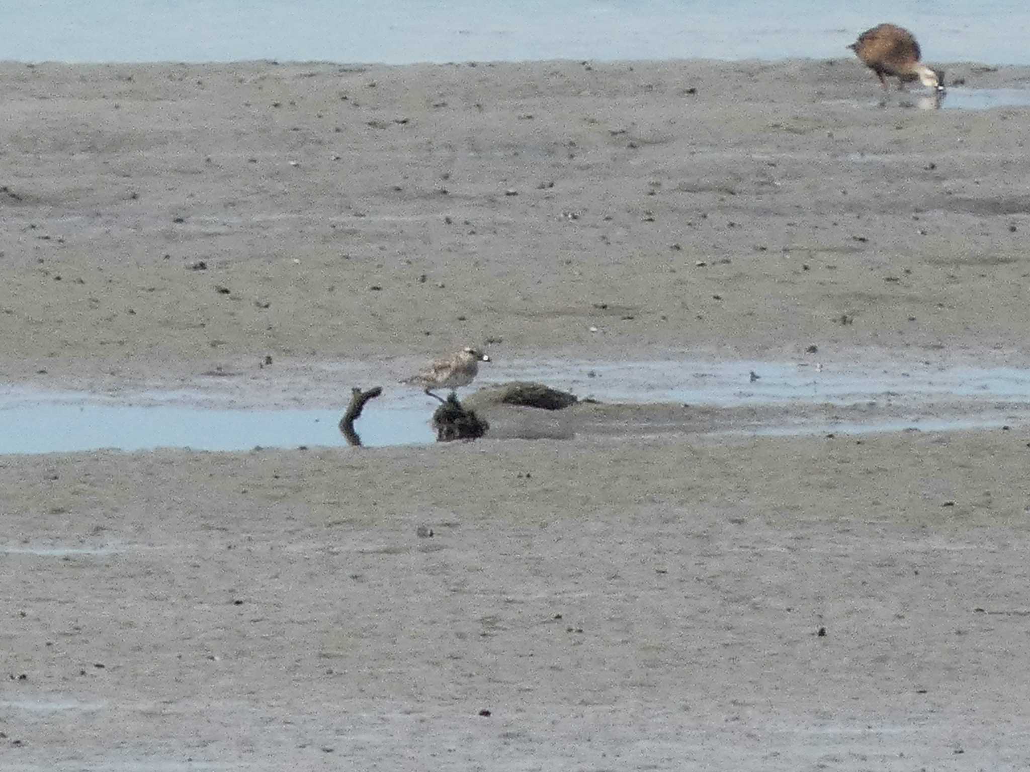 Siberian Sand Plover