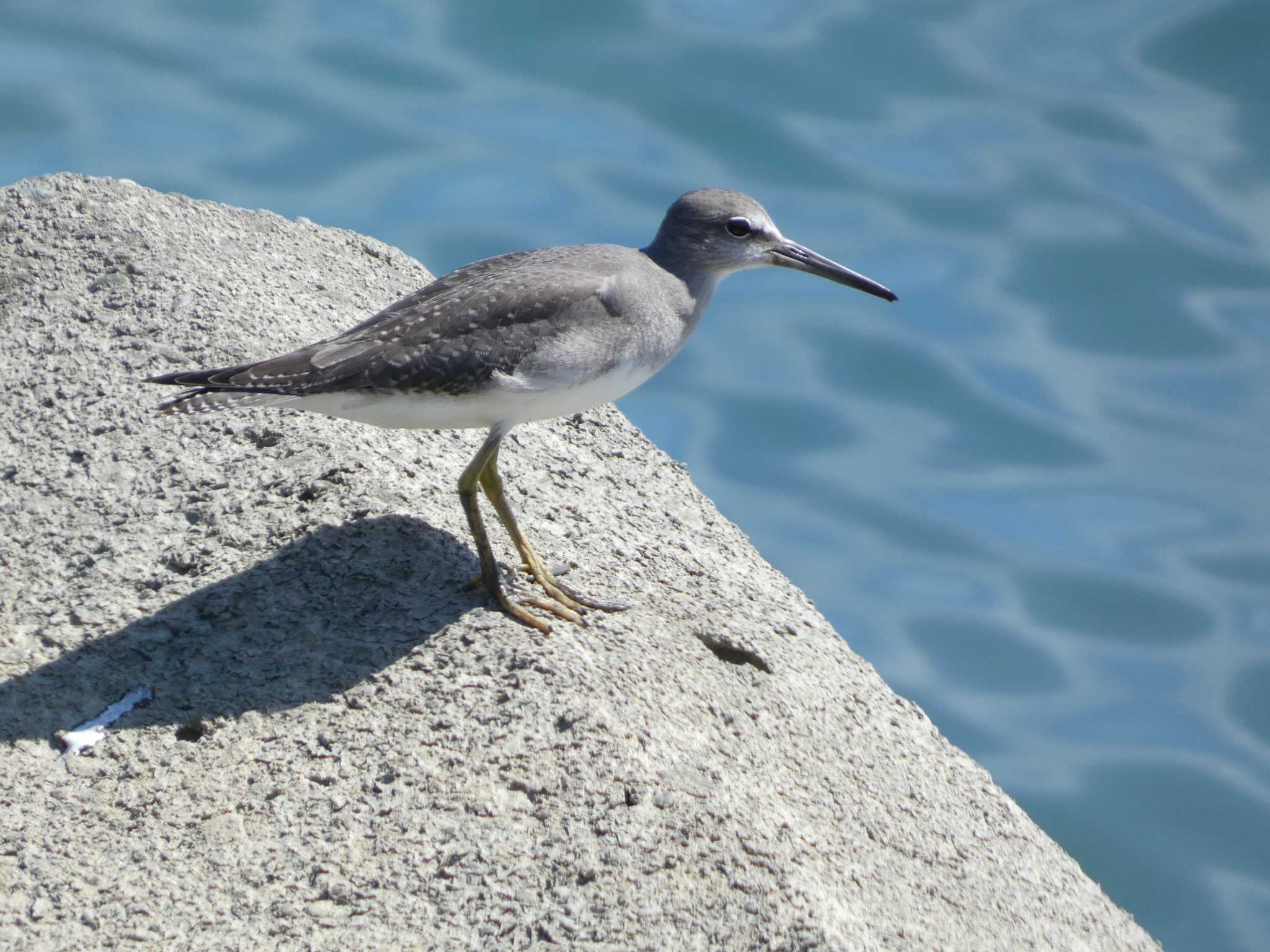 Grey-tailed Tattler