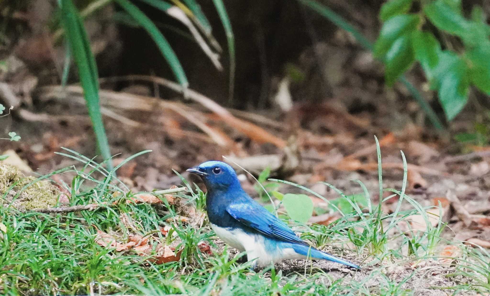 Blue-and-white Flycatcher