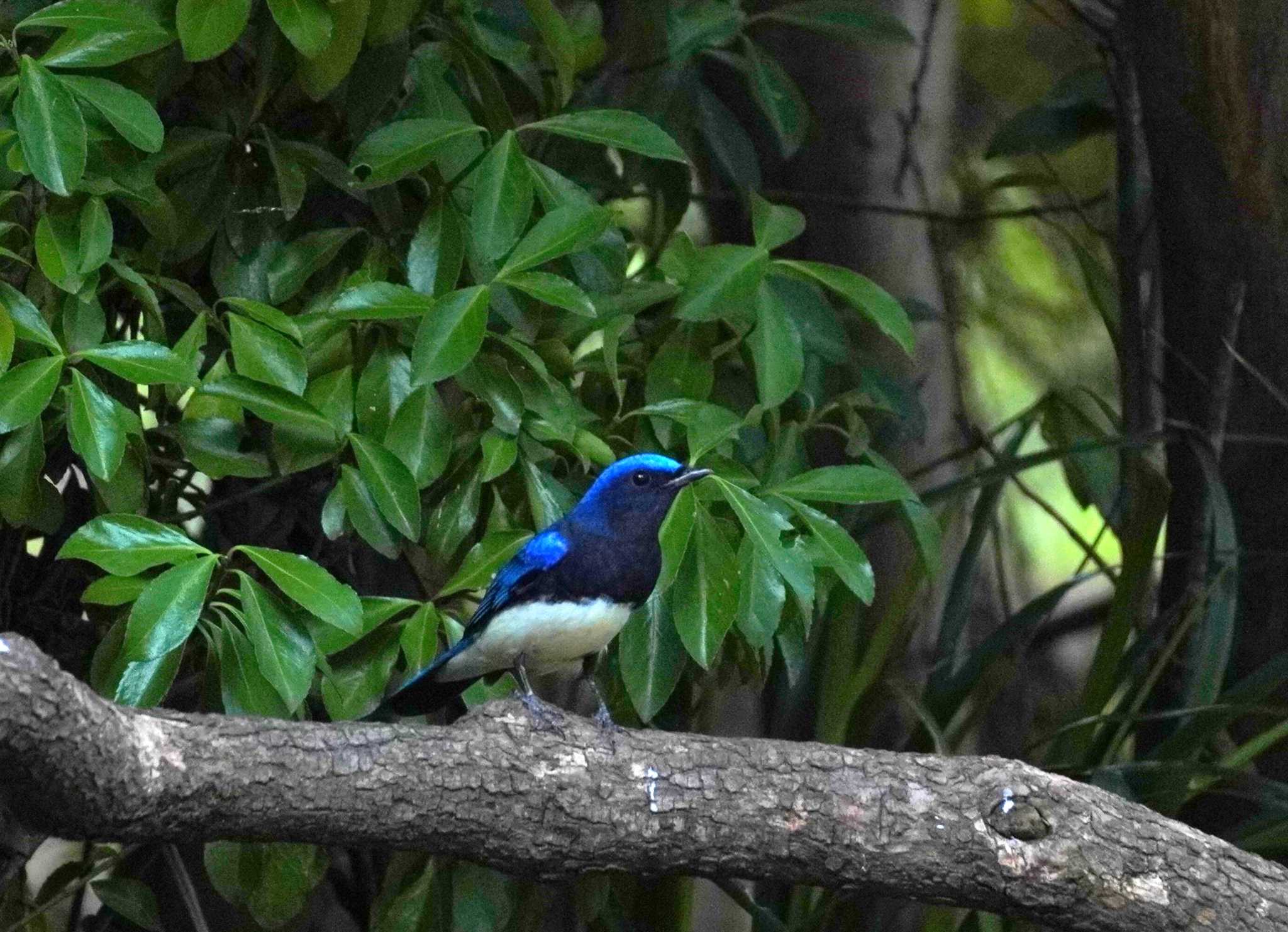 Blue-and-white Flycatcher