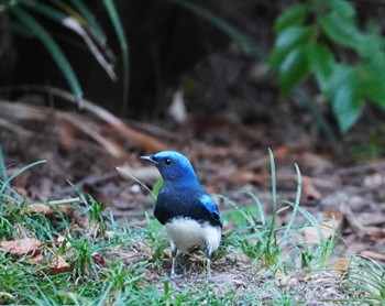 Sun, 9/24/2023 Birding report at Osaka castle park