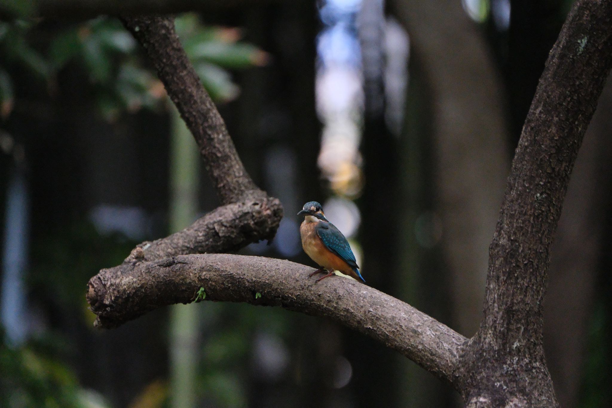 Common Kingfisher