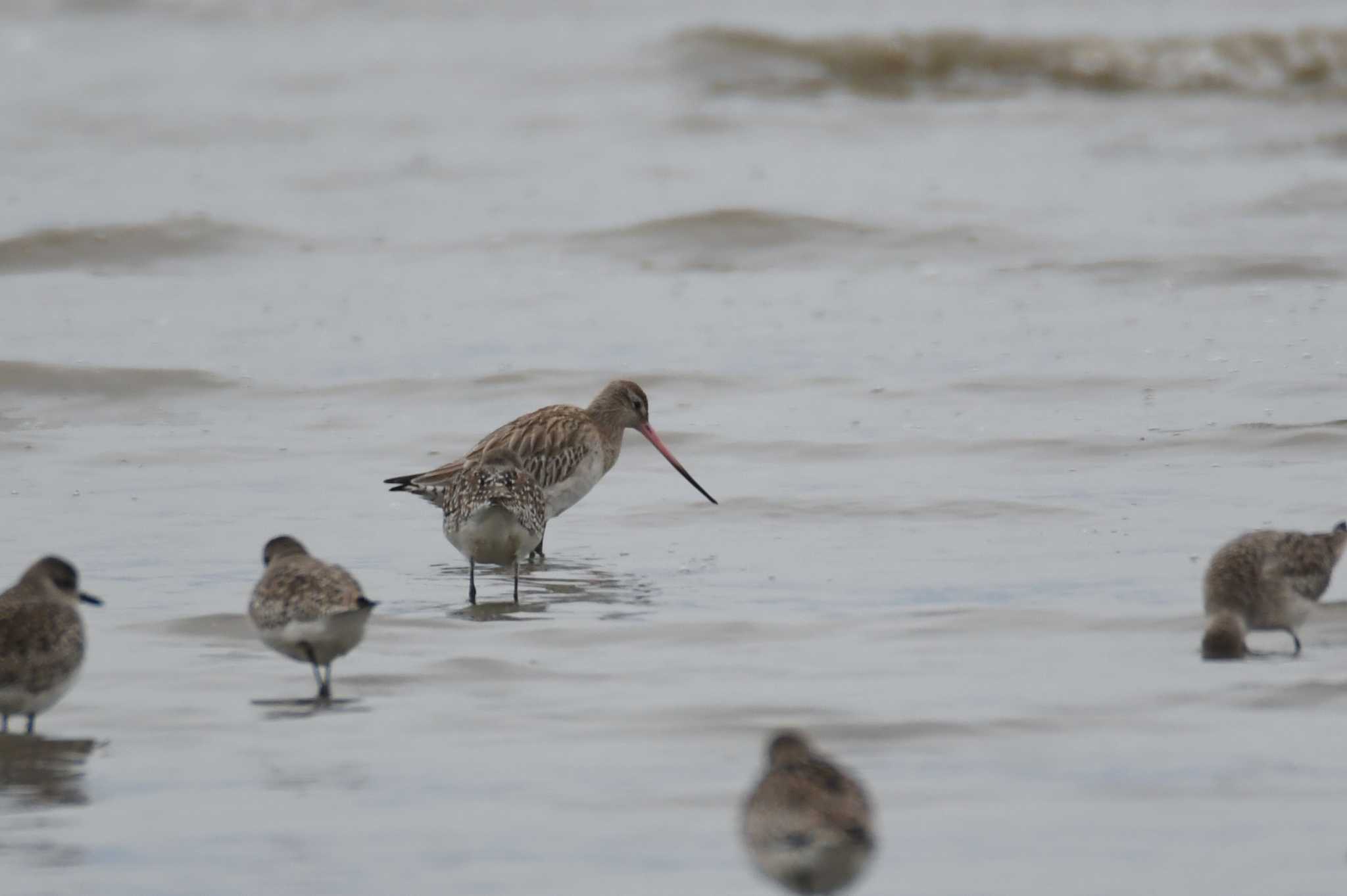 Bar-tailed Godwit