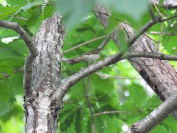 Sakhalin Leaf Warbler Nishioka Park Sat, 9/16/2023