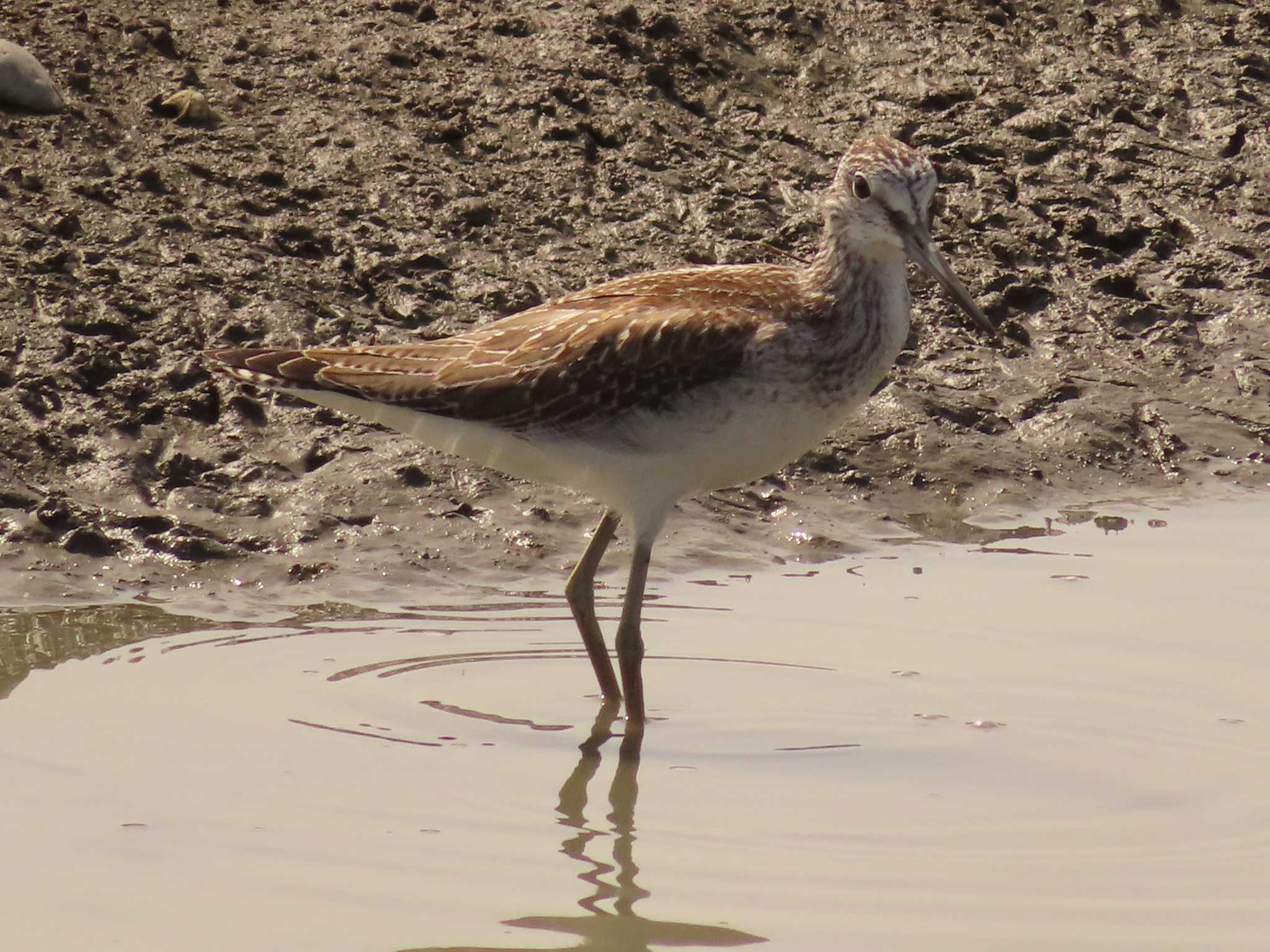 Common Greenshank