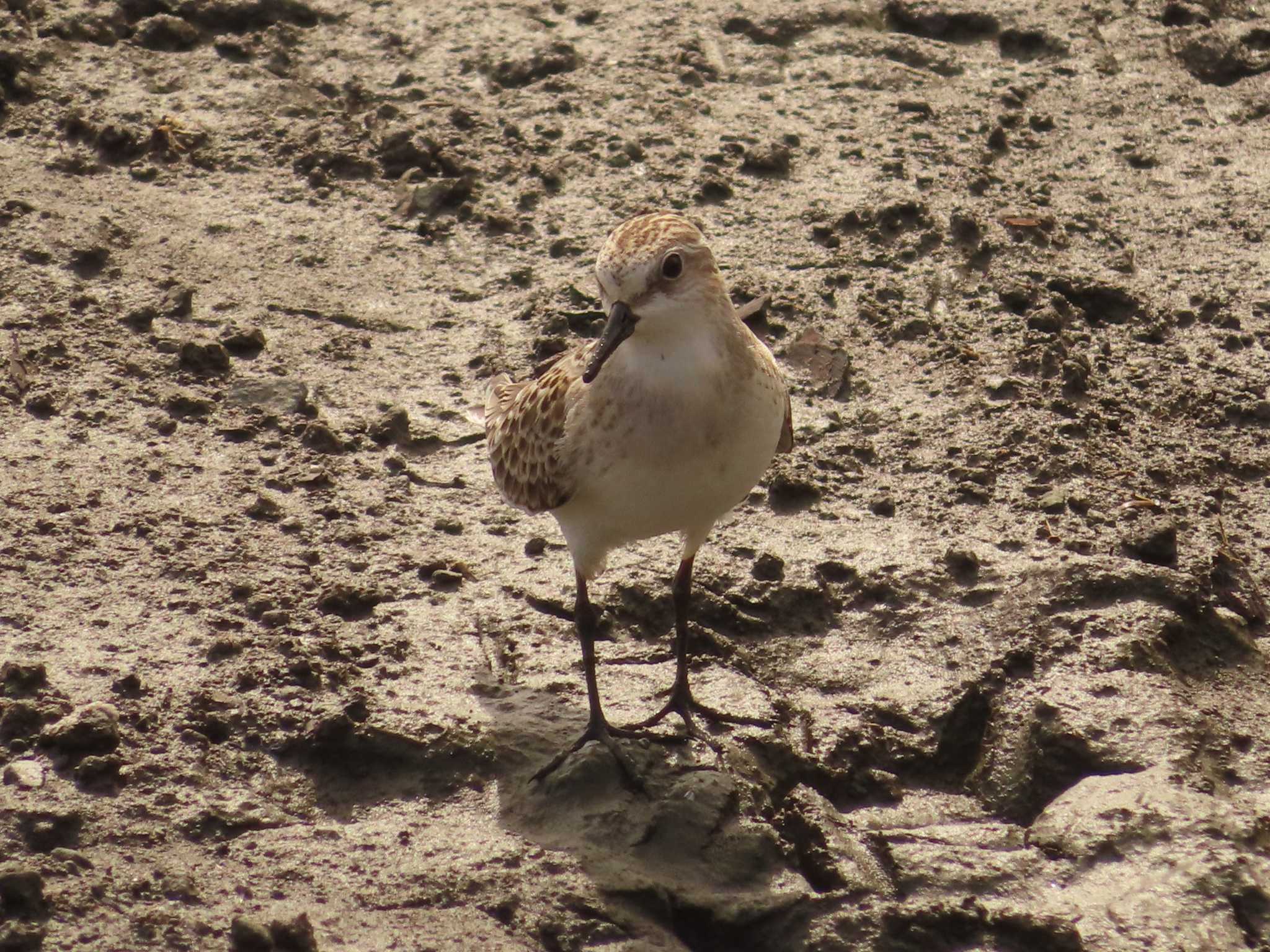 Red-necked Stint