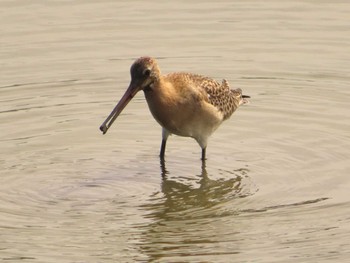 Black-tailed Godwit Isanuma Sun, 9/24/2023