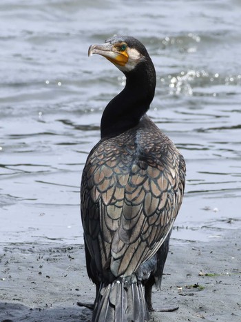 Great Cormorant Tokyo Port Wild Bird Park Sun, 9/24/2023