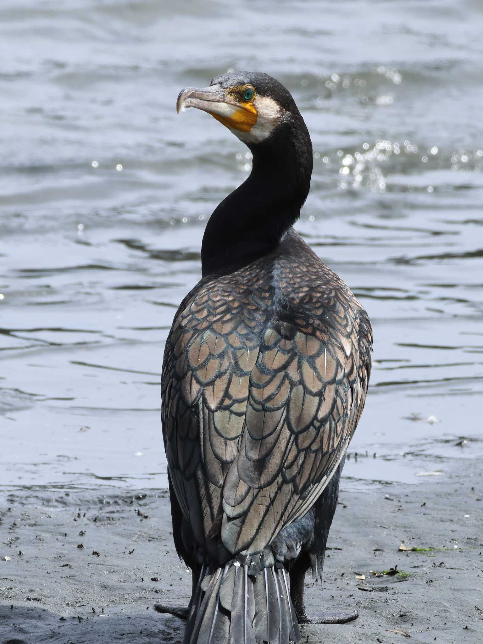 Photo of Great Cormorant at Tokyo Port Wild Bird Park by ゆづ