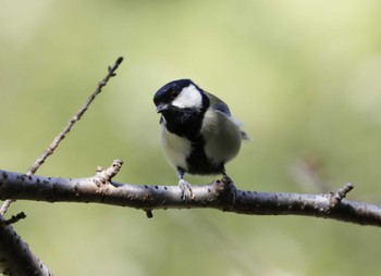 Japanese Tit 和歌山市 Mon, 9/25/2023