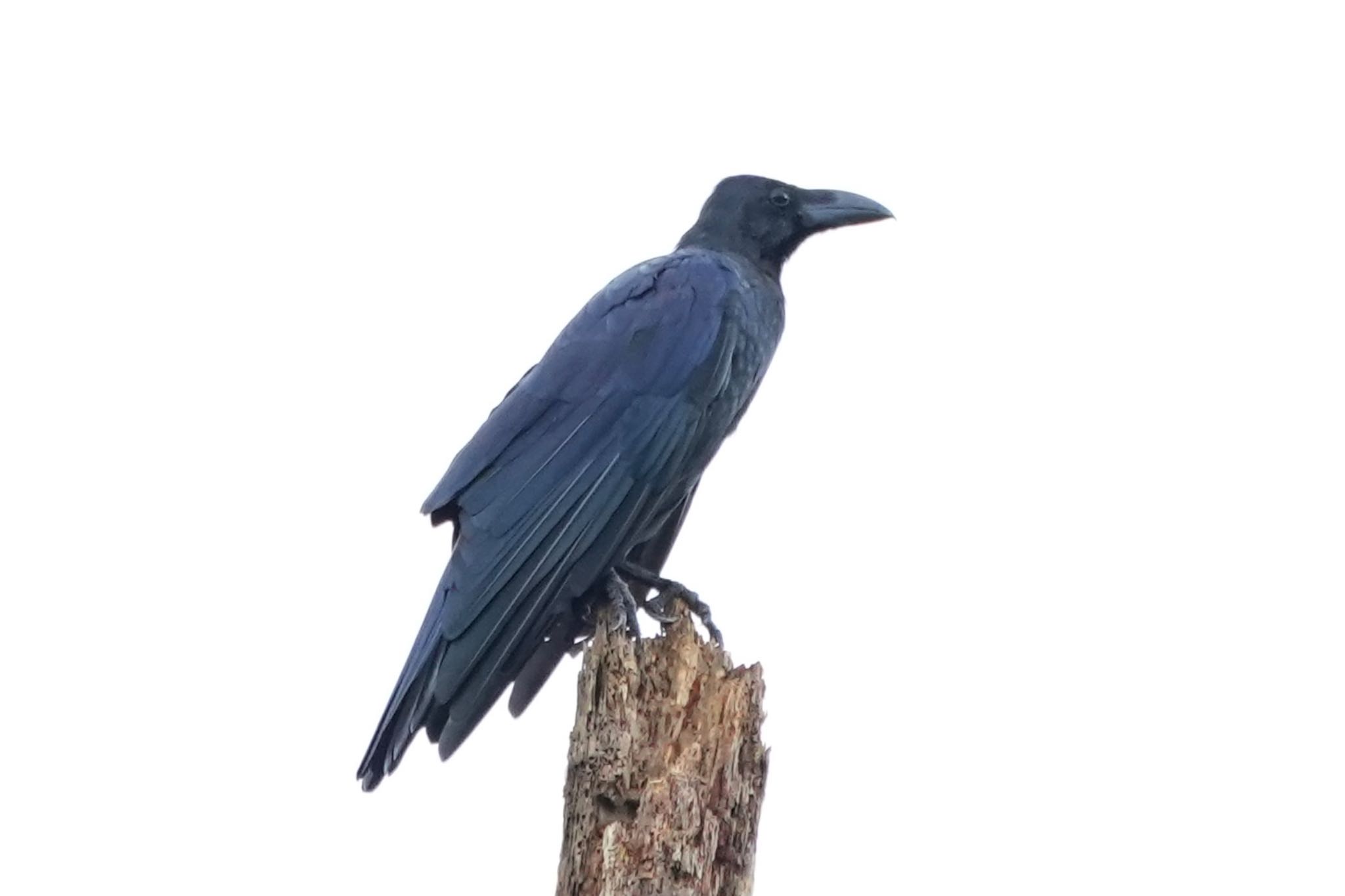Large-billed crow(connectens)