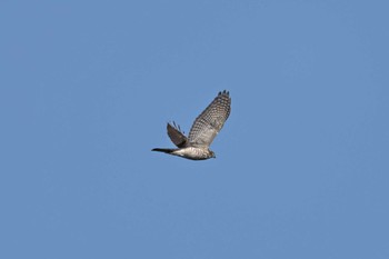 Grey-faced Buzzard 岐阜市 Sun, 9/24/2023