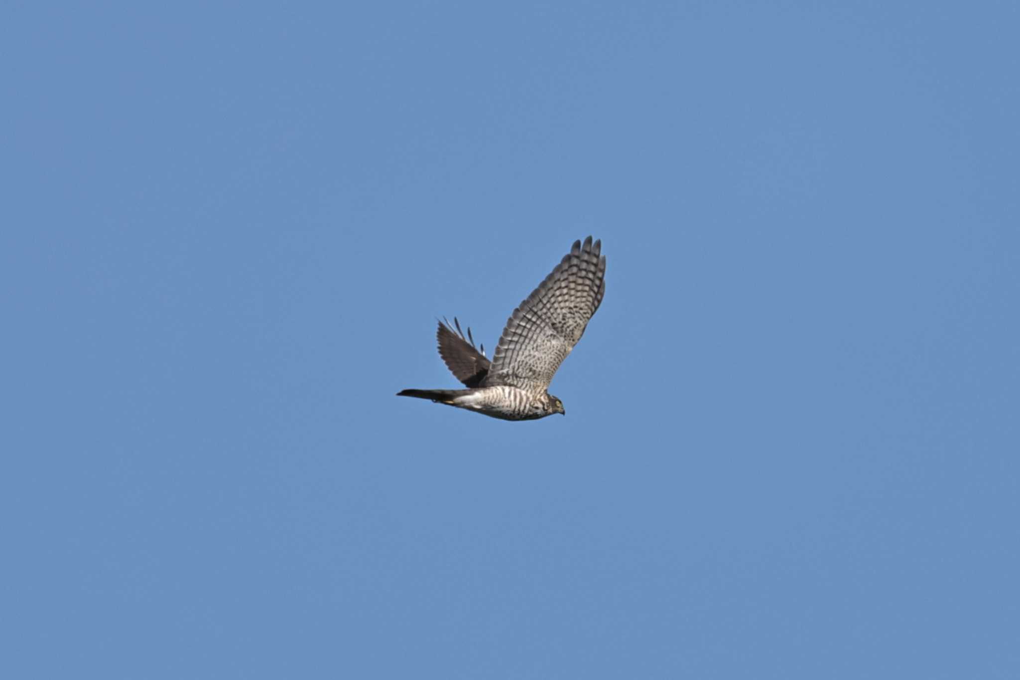 Grey-faced Buzzard