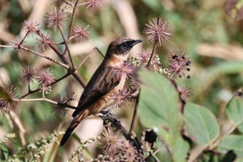 2023年9月25日(月) 野辺山高原の野鳥観察記録