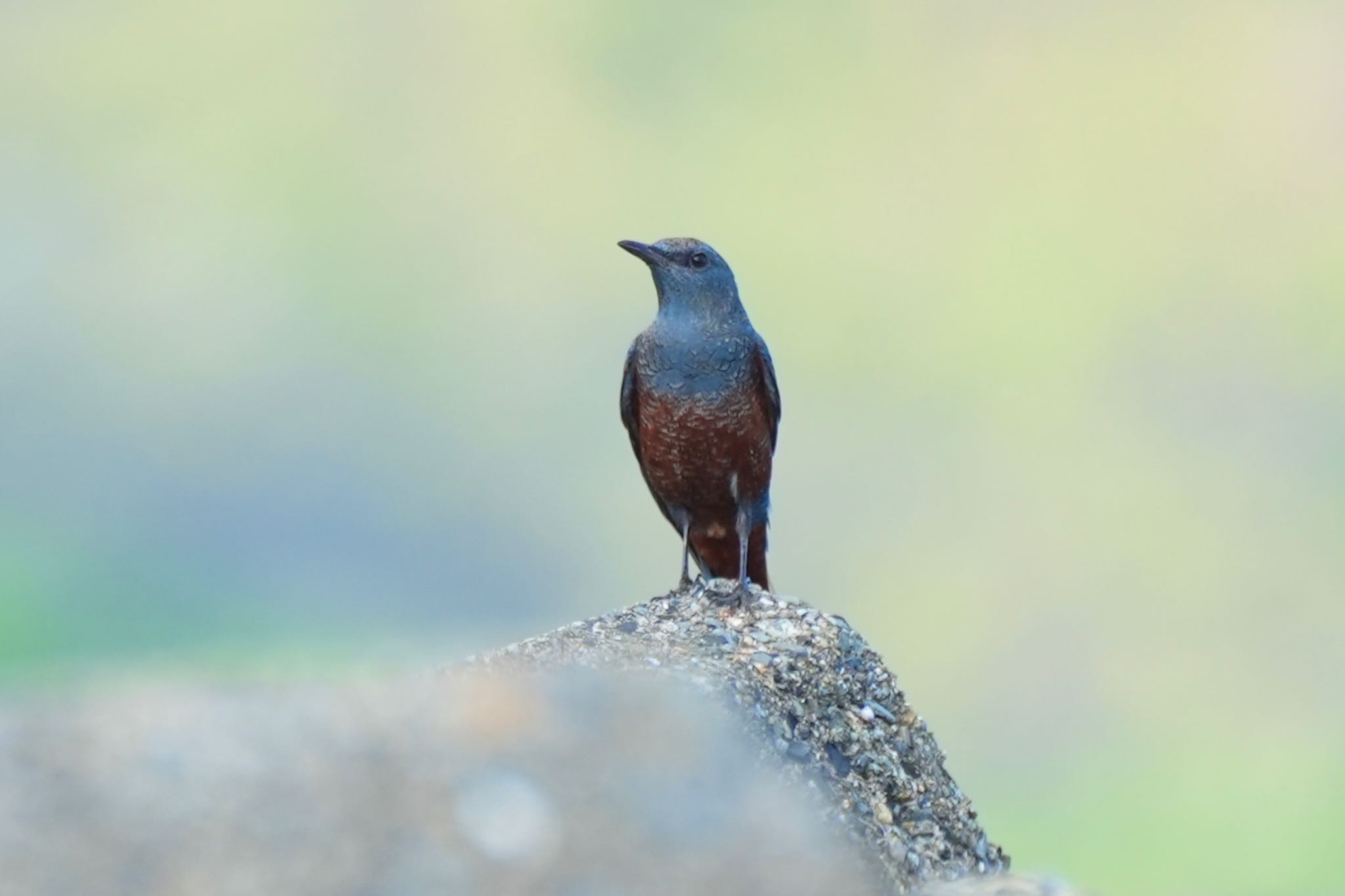 Blue Rock Thrush