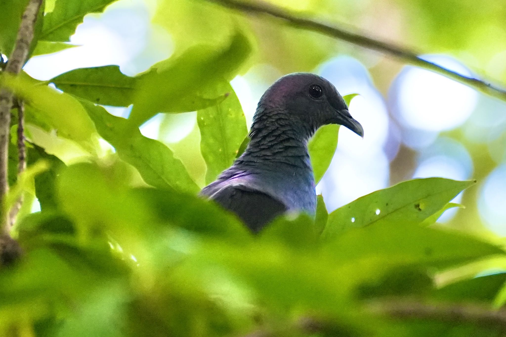 Black Wood Pigeon