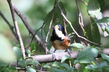 2023年9月24日(日) 井富湧水地の野鳥観察記録