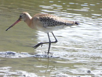 Black-tailed Godwit 埼玉県 Tue, 9/26/2023