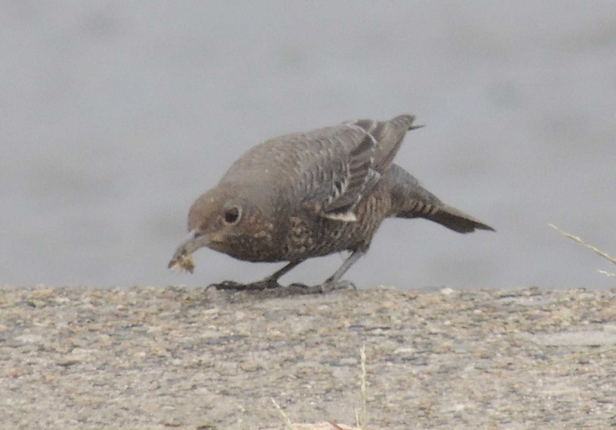 葛西臨海公園 イソヒヨドリの写真