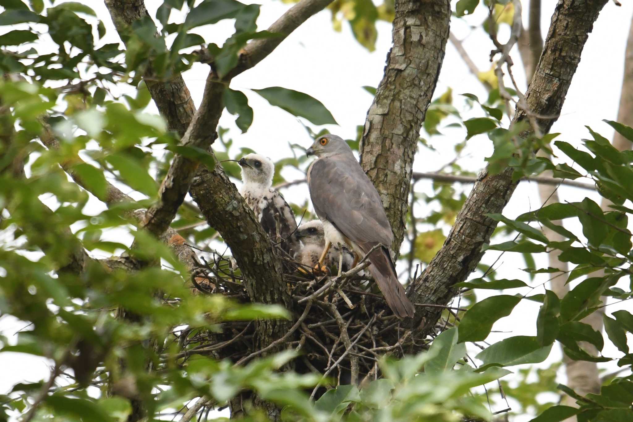 Photo of Shikra at タイ by あひる