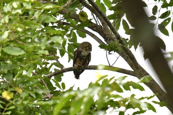 Asian Barred Owlet タイ Thu, 6/14/2018