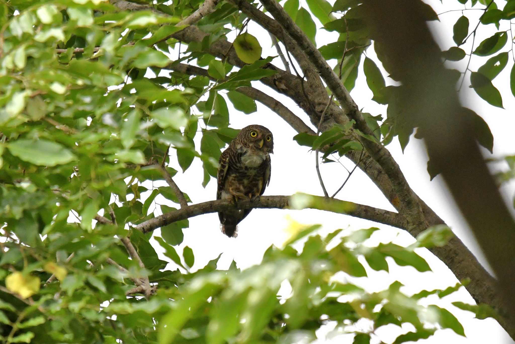 Photo of Asian Barred Owlet at タイ by あひる