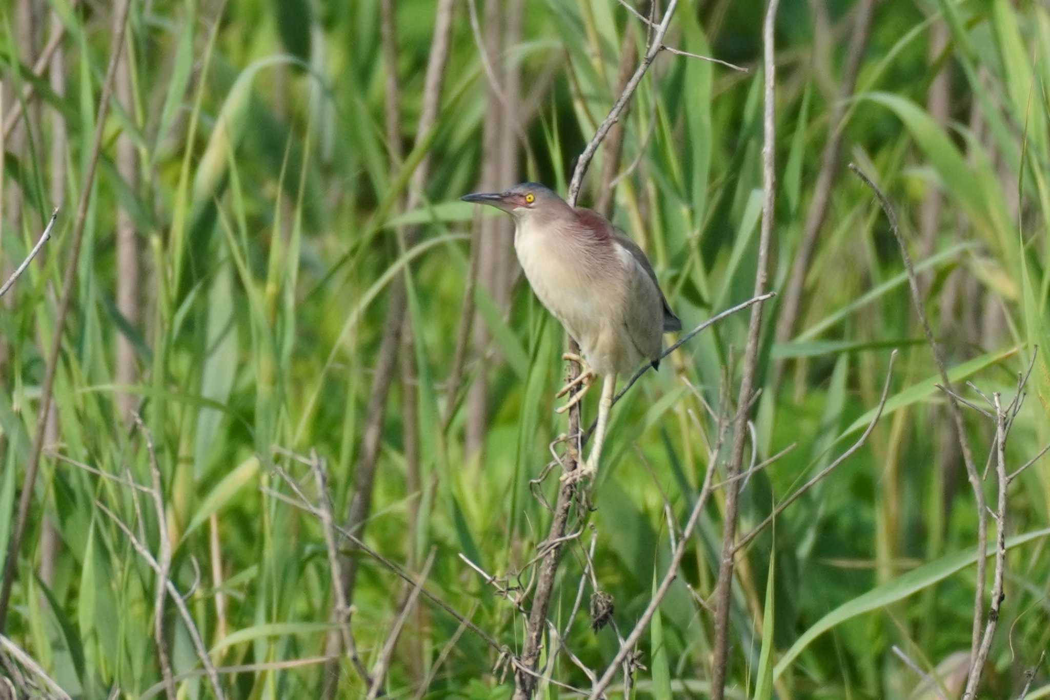 Photo of Yellow Bittern at 埼玉県 by どばと