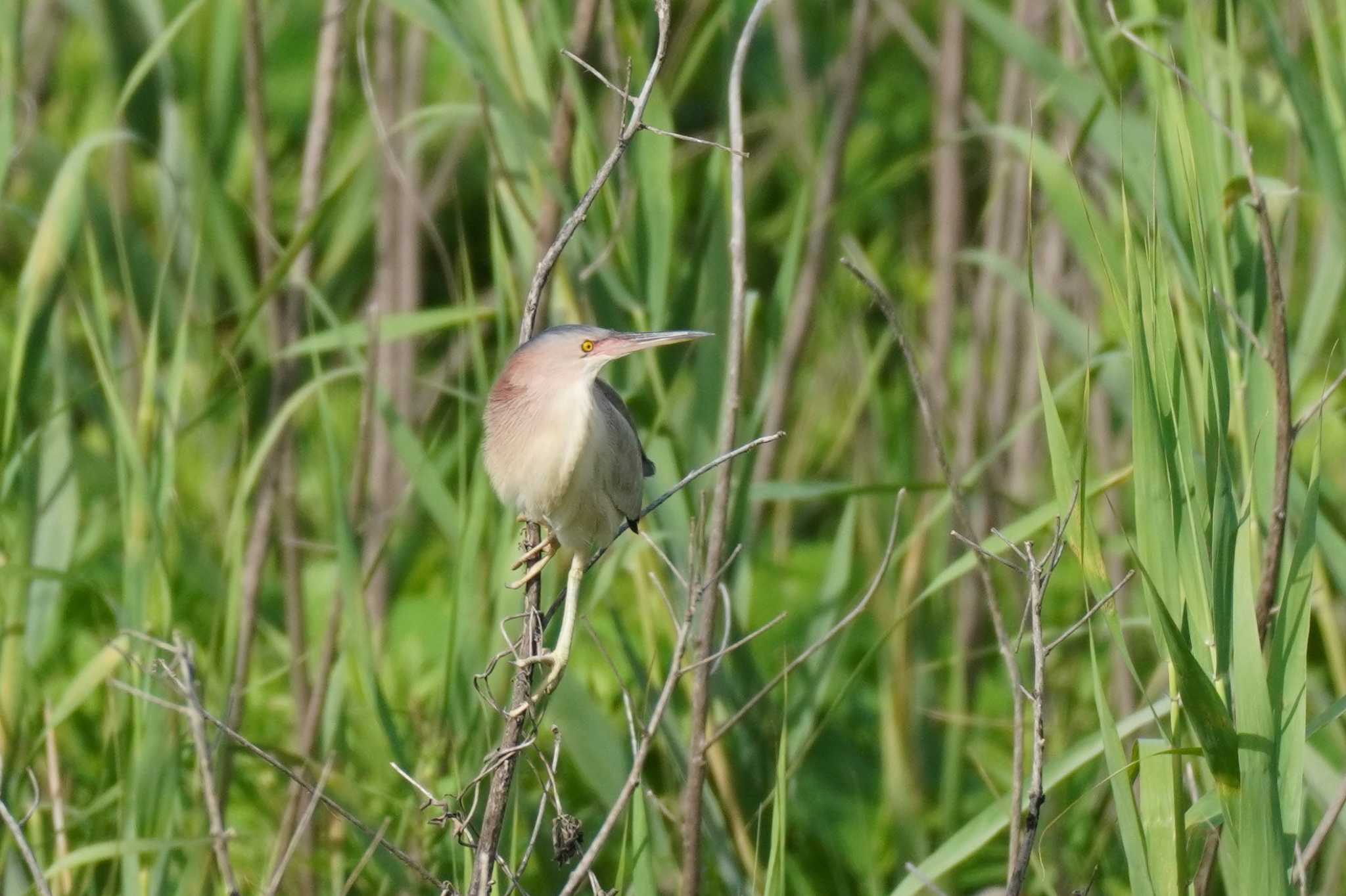 Photo of Yellow Bittern at 埼玉県 by どばと