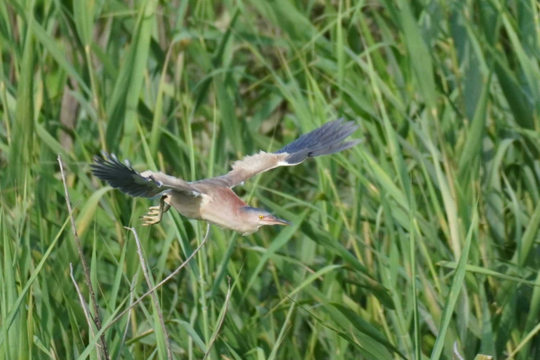 Photo of Yellow Bittern at 埼玉県 by どばと