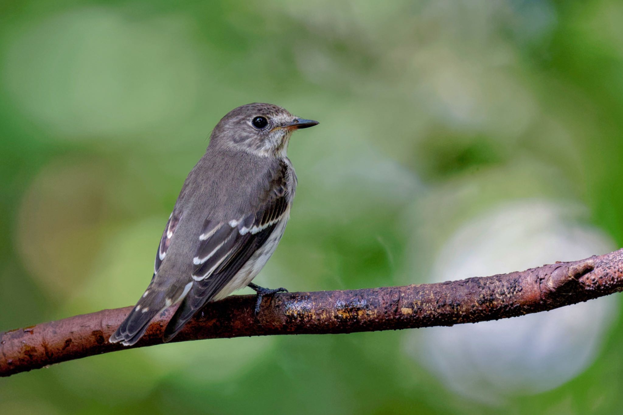 Grey-streaked Flycatcher