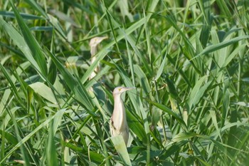 ヨシゴイ 埼玉県 2023年7月2日(日)