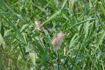 Yellow Bittern 埼玉県 Sun, 7/2/2023