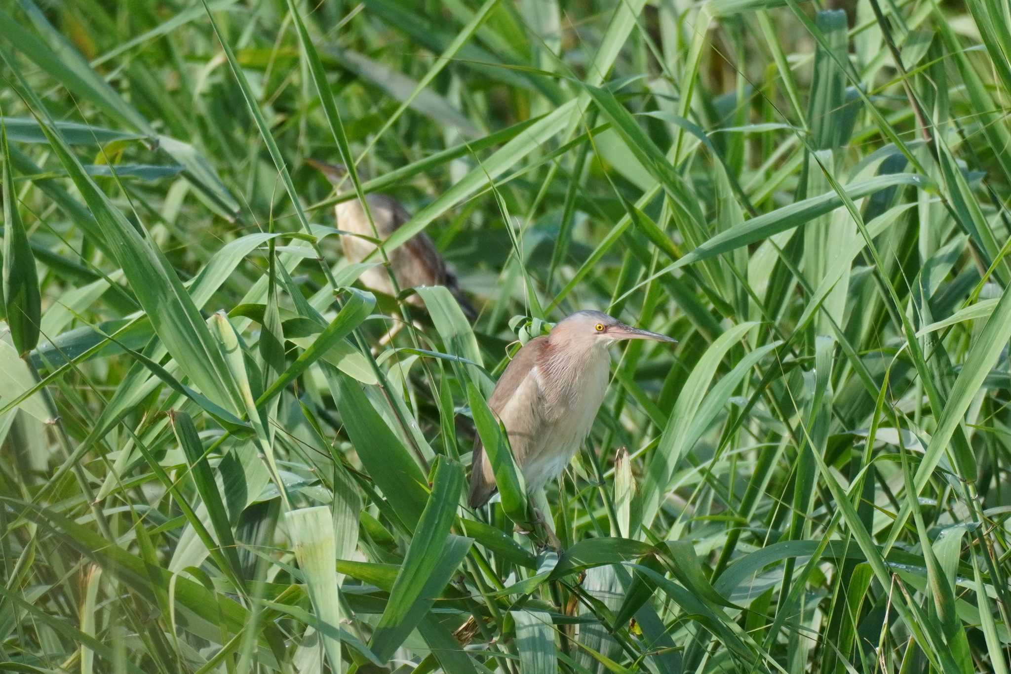 Photo of Yellow Bittern at 埼玉県 by どばと