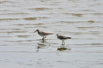 Grey-tailed Tattler KR公園 Thu, 9/13/2018