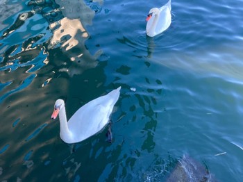 Mute Swan 巴川,静岡県,日本 Tue, 1/3/2023