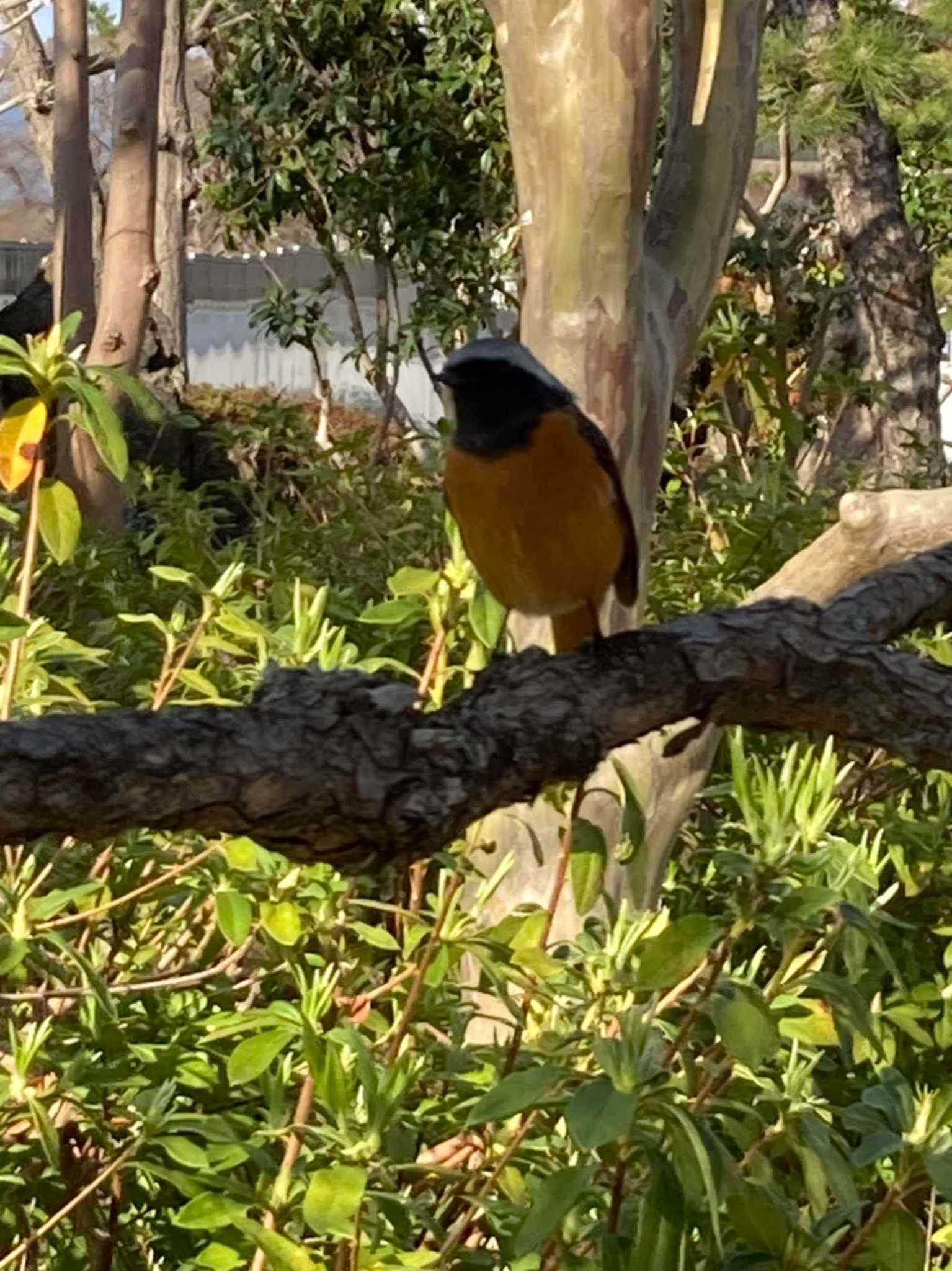 Photo of Daurian Redstart at 駿府公園 by つちいなご