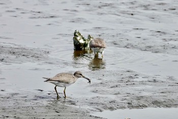 Grey-tailed Tattler KR公園 Thu, 9/13/2018