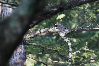 2023年9月19日(火) 奥日光の野鳥観察記録