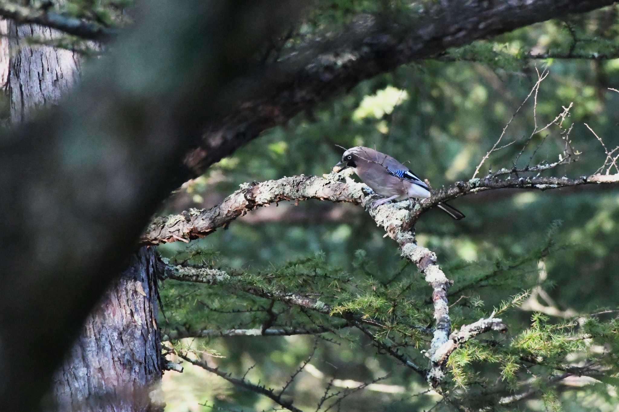 Eurasian Jay