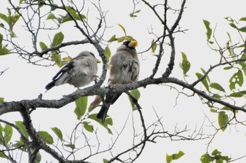 2023年9月18日(月) 奥日光の野鳥観察記録